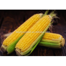NCO01 Shengchi Hybrid graines de maïs sucré producteur de graines de légumes de Chine